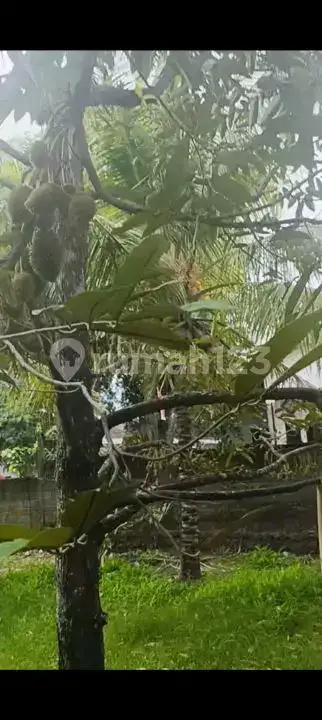 Tanah Siap Bangun Dengan Tembok Keliling Dan Pohon Durian Produktif