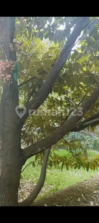 Tanah Siap Bangun Dengan Tembok Keliling Dan Pohon Durian Produktif