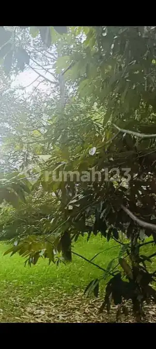 Tanah Siap Bangun Dengan Tembok Keliling Dan Pohon Durian Produktif