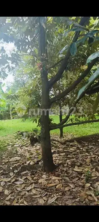 Tanah Siap Bangun Dengan Tembok Keliling Dan Pohon Durian Produktif