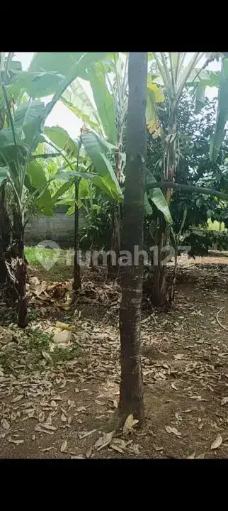 Tanah Siap Bangun Dengan Tembok Keliling Dan Pohon Durian Produktif