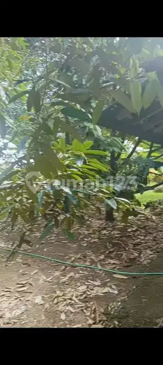 Tanah Siap Bangun Dengan Tembok Keliling Dan Pohon Durian Produktif