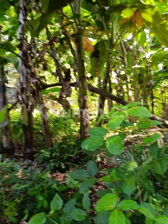 Tanah Premium Beach Front Cocok Untuk Resort Di Pantai Pasir Putih