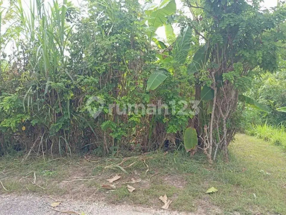 Tanah Strategis Dekat Central Lovina Dan Pepito