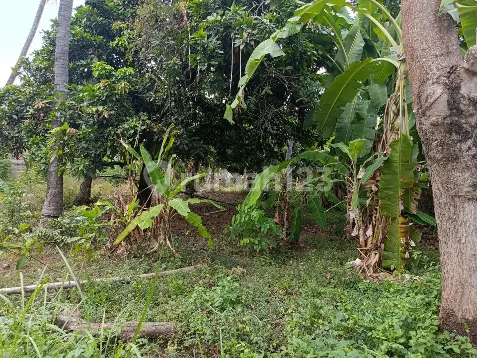 Tanah Premium Freehold Dekat Central Lovina Area Villa