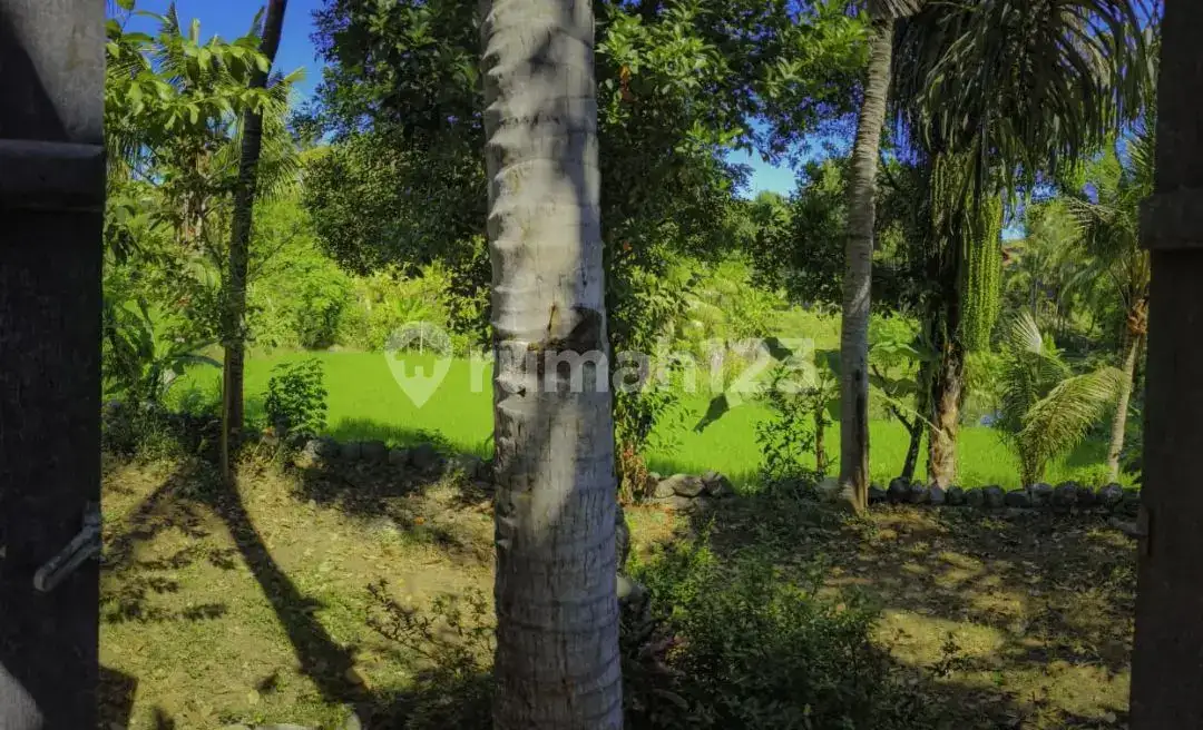 Villa 4 Kamar Dengan View Sawah Dan Sungai Di Seririt Bali Utara
