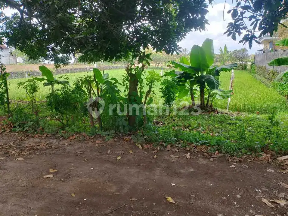 Tanah Premium 14 Are Dekat Pantai Dan Sawah Di Pusat Lovina