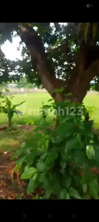 Tanah Premium 14 Are Dekat Pantai Dan Sawah Di Pusat Lovina