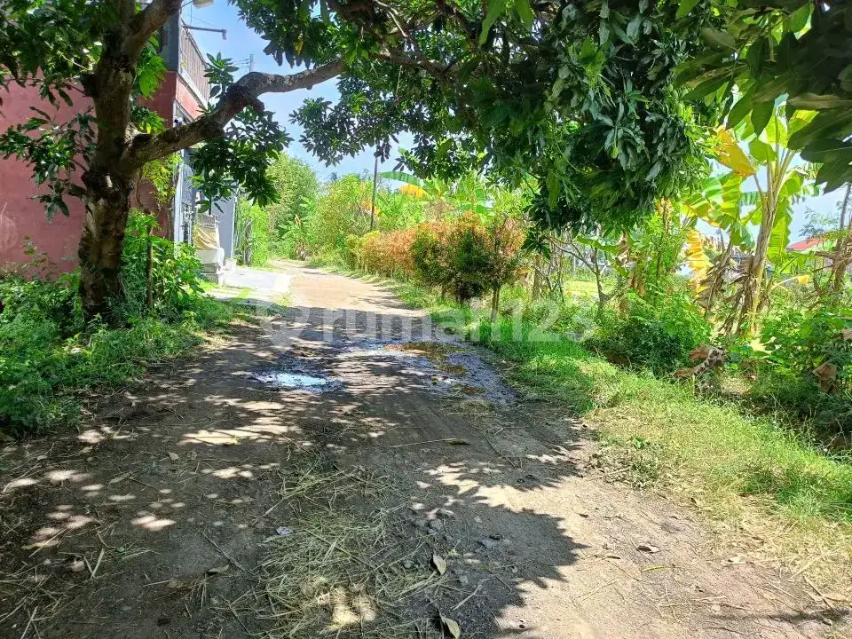 Tanah Premium 14 Are Dekat Pantai Dan Sawah Di Pusat Lovina