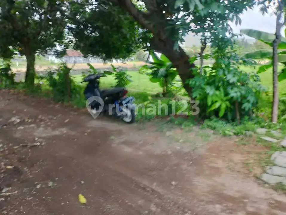 Tanah Premium 14 Are Dekat Pantai Dan Sawah Di Pusat Lovina