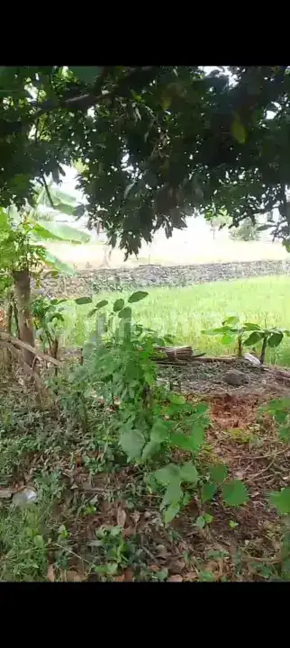 Tanah Premium 14 Are Dekat Pantai Dan Sawah Di Pusat Lovina
