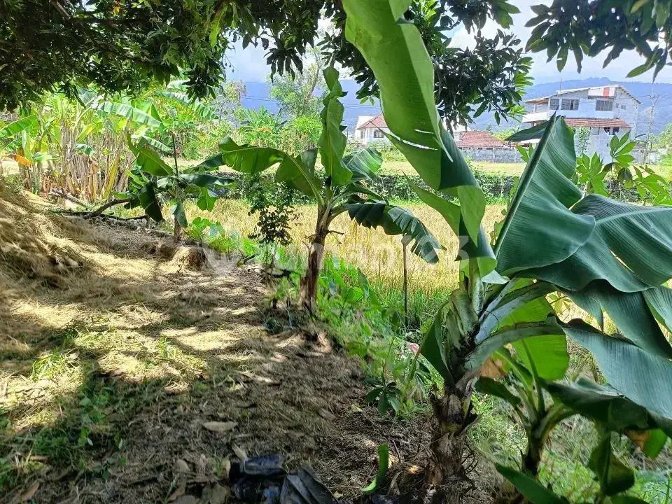 Tanah Premium 14 Are Dekat Pantai Dan Sawah Di Pusat Lovina