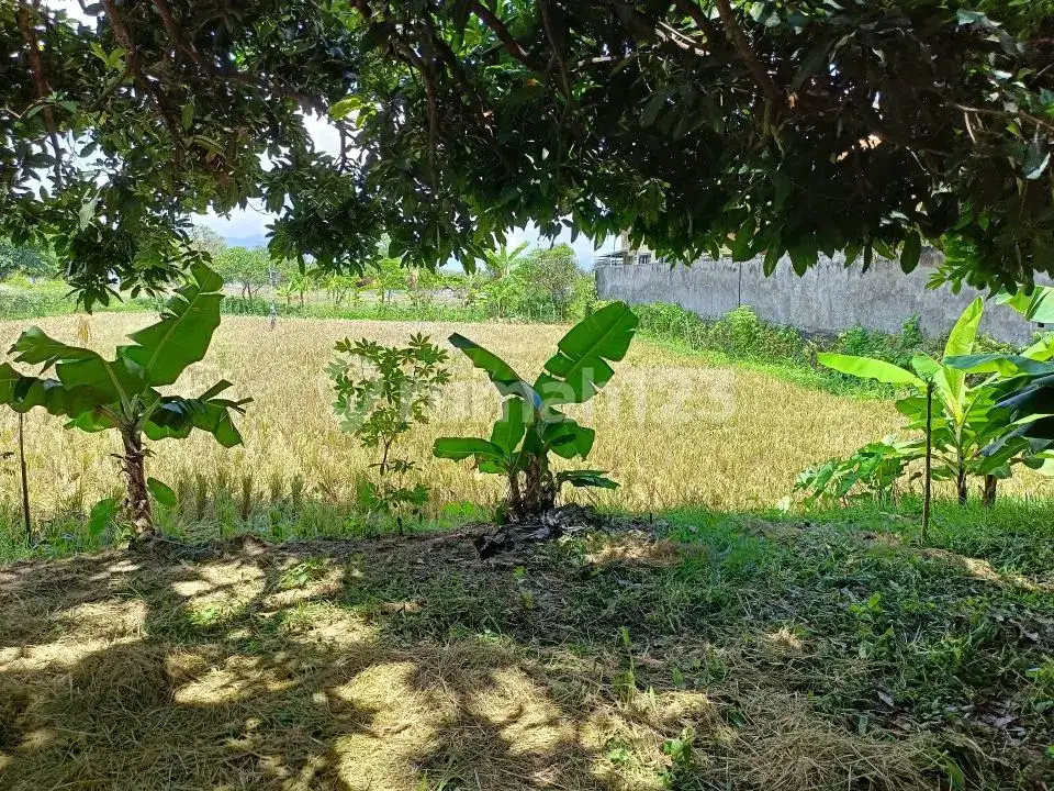 Tanah Premium 14 Are Dekat Pantai Dan Sawah Di Pusat Lovina