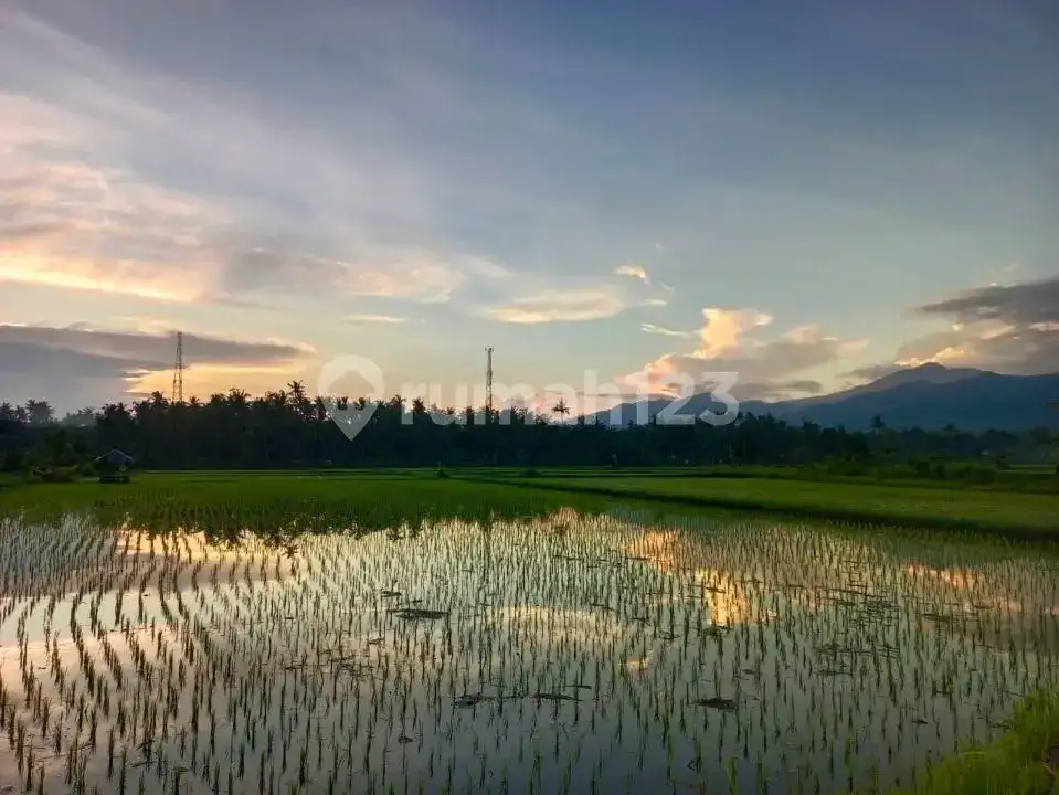 Tanah Dengan Pemandangan Sawah Dan Gunung Cocok Untuk Villa Dan Investasi