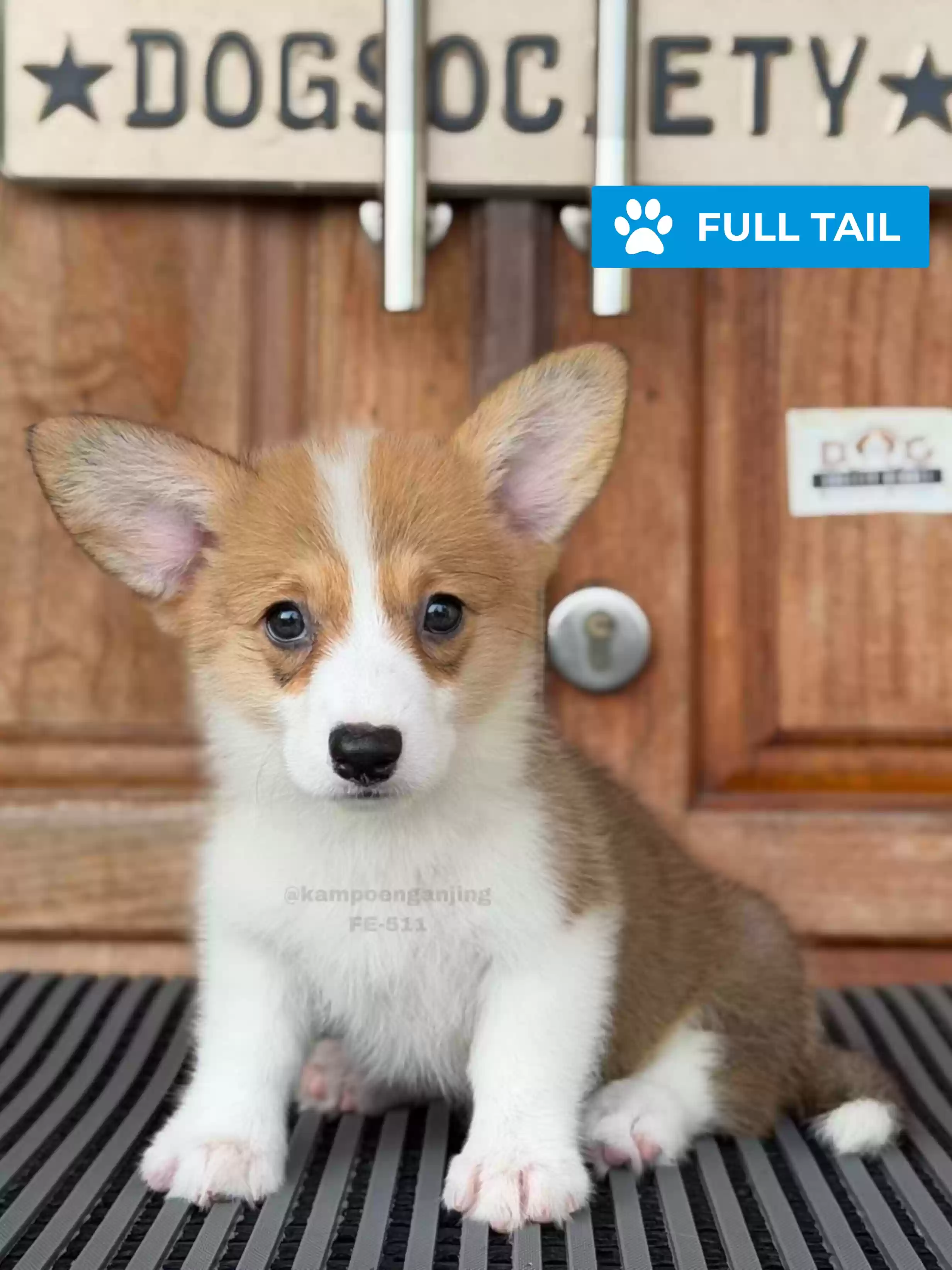 Pembroke welsh corgi female 511