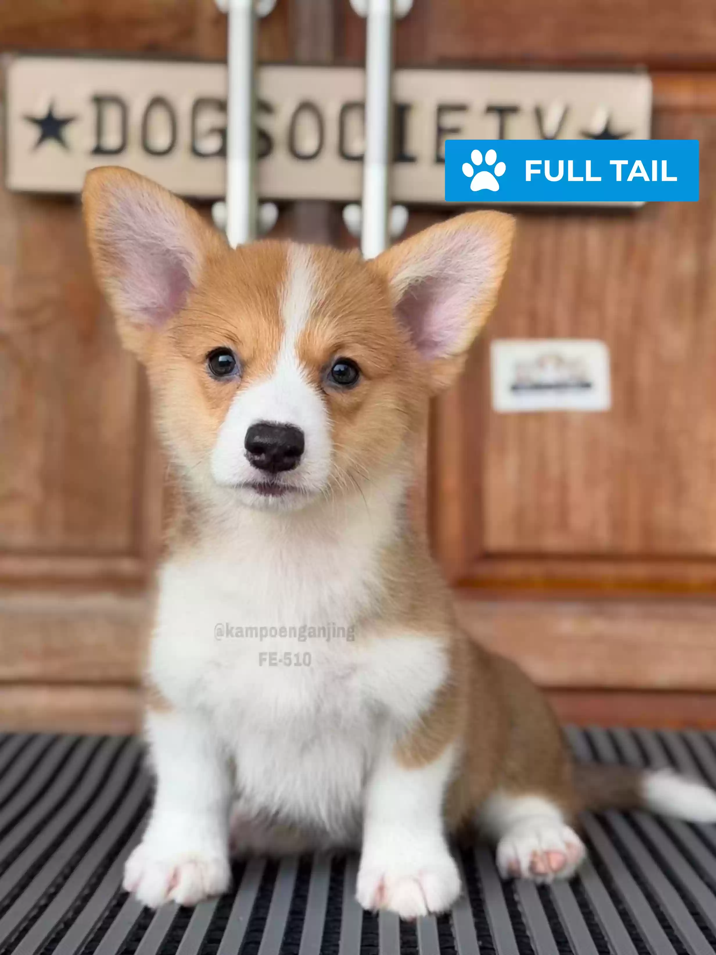 Pembroke welsh corgi female 510