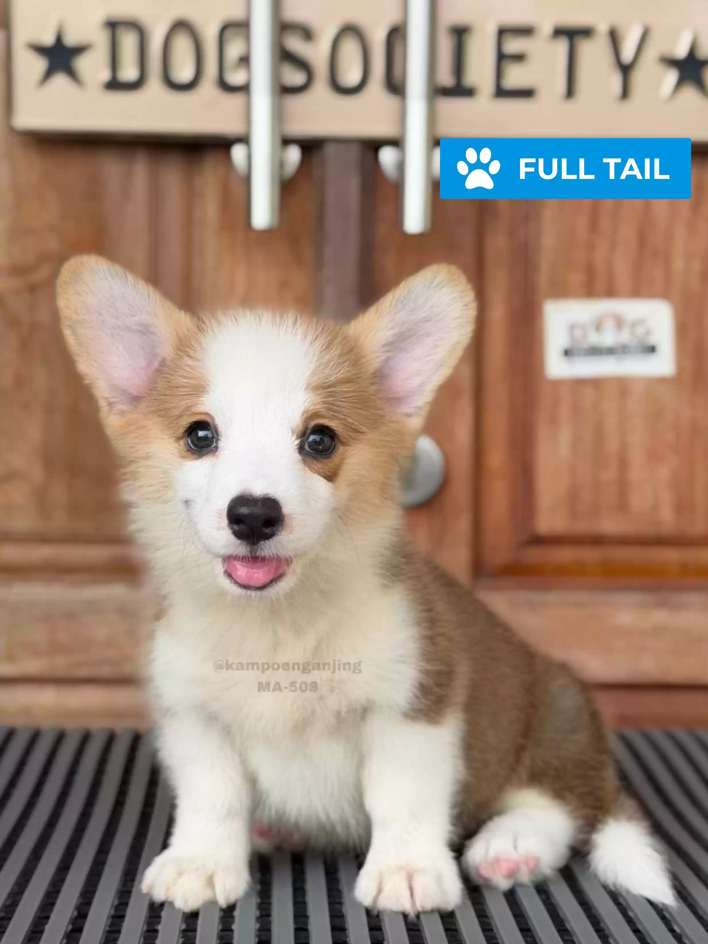 Pembroke welsh corgi male 509