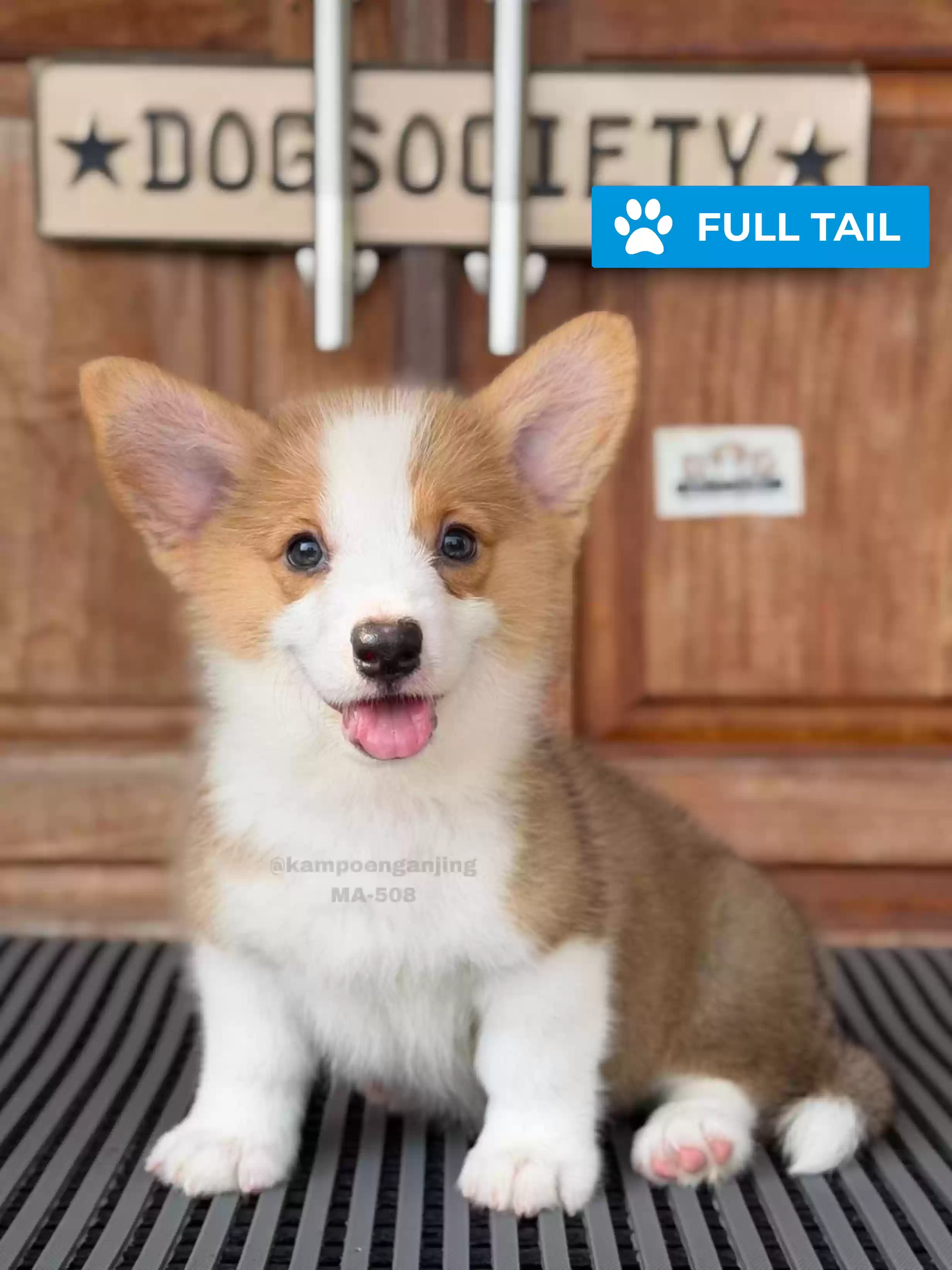 Pembroke welsh corgi male 508