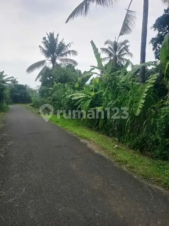 Tanah 11 Are di Kawasan Villa Dekat Pusat Lovina Buleleng Bali