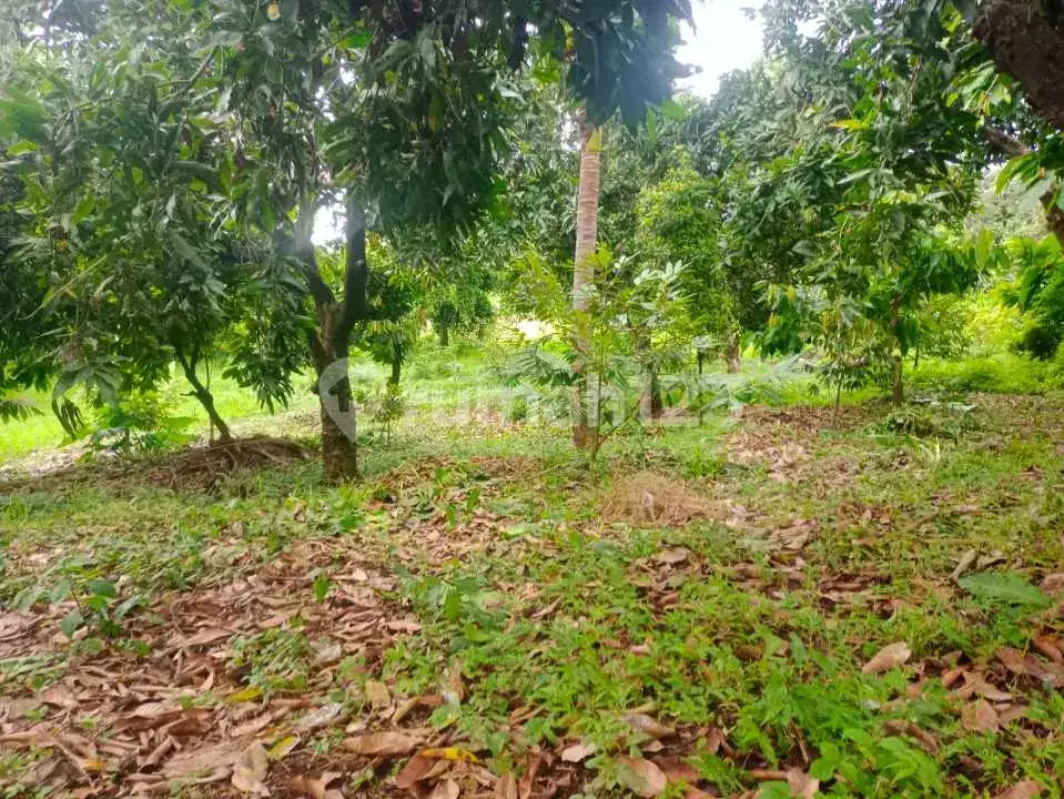 Tanah 11 Are di Kawasan Villa Dekat Pusat Lovina Buleleng Bali