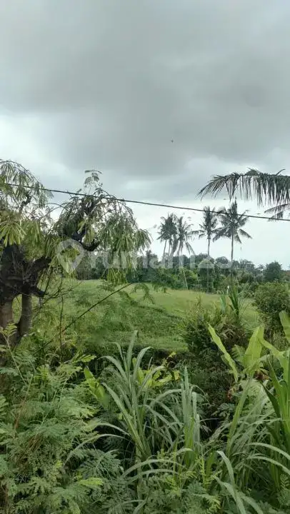 Tanah 10 Are dengan View Indah dan Akses Bagus di Panji Buleleng Bali