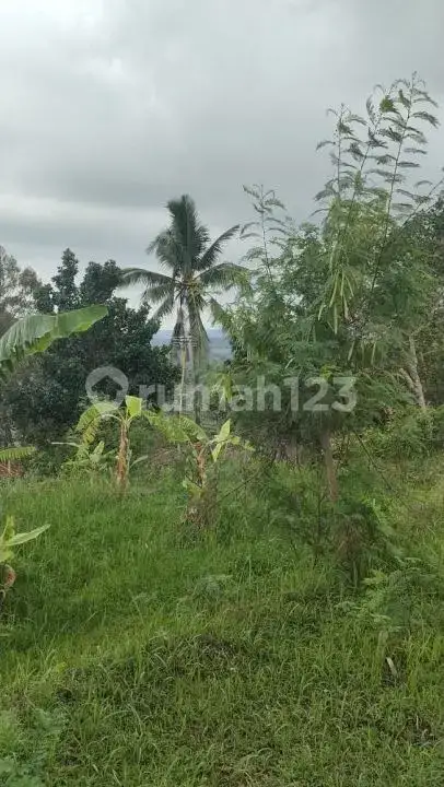 Tanah 10 Are dengan View Indah dan Akses Bagus di Panji Buleleng Bali