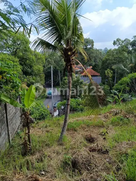 Tanah 21 Are di Seririt Buleleng dengan Akses Jalan Aspal Besar