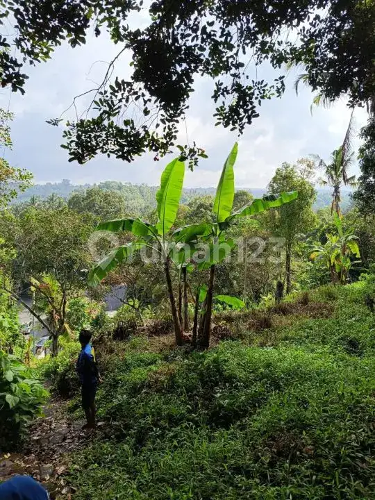 Tanah 21 Are di Seririt Buleleng dengan Akses Jalan Aspal Besar