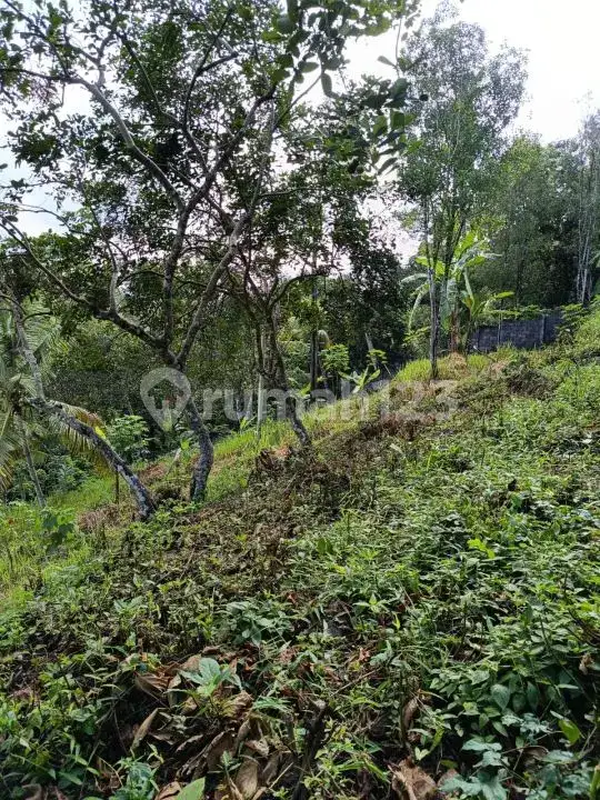Tanah 21 Are di Seririt Buleleng dengan Akses Jalan Aspal Besar