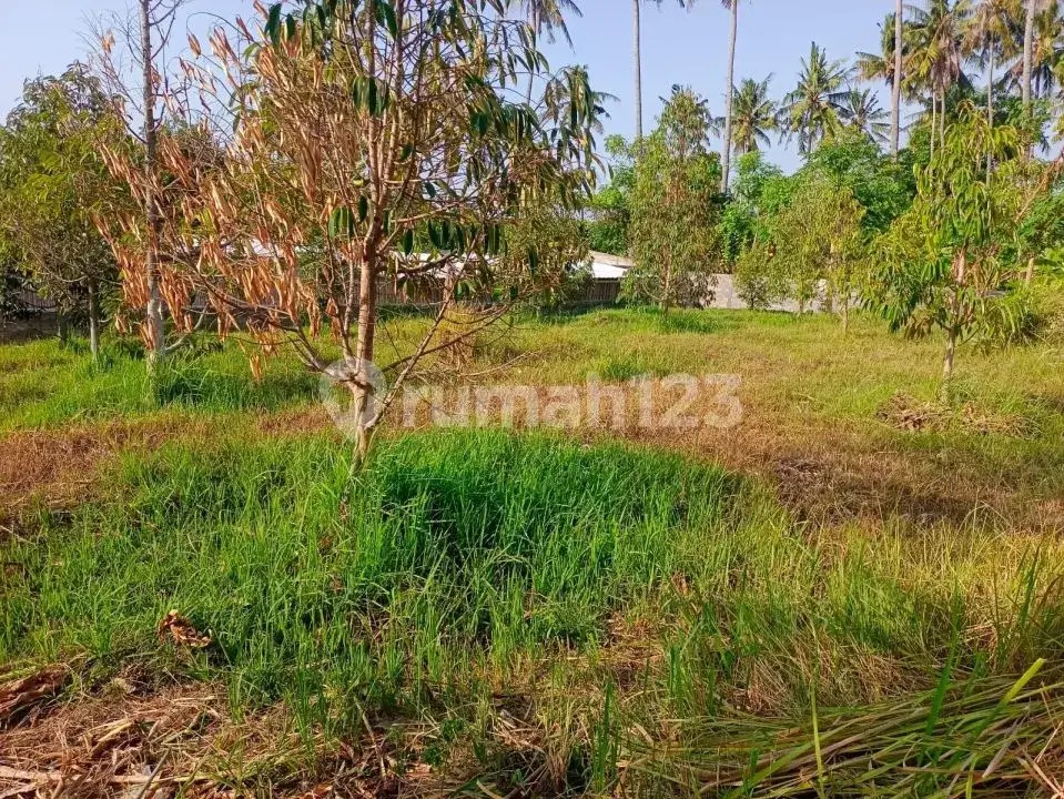 Tanah Luas 91 Are dengan Akses Bagus Dekat Pusat Lovina di Anturan Buleleng Bali