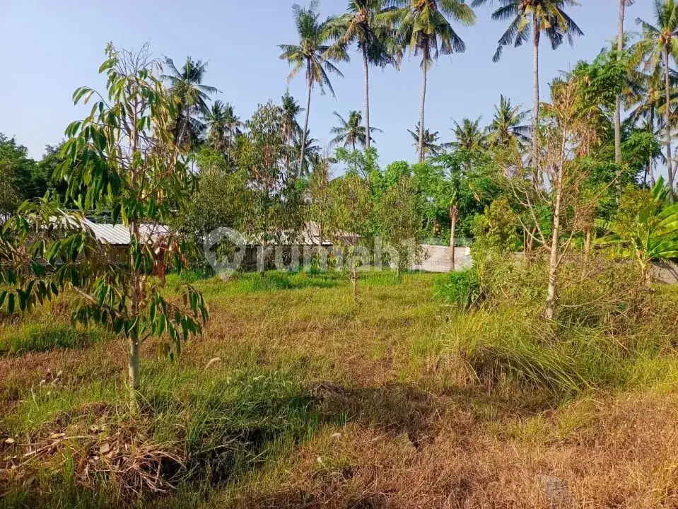 Tanah Luas 91 Are dengan Akses Bagus Dekat Pusat Lovina di Anturan Buleleng Bali