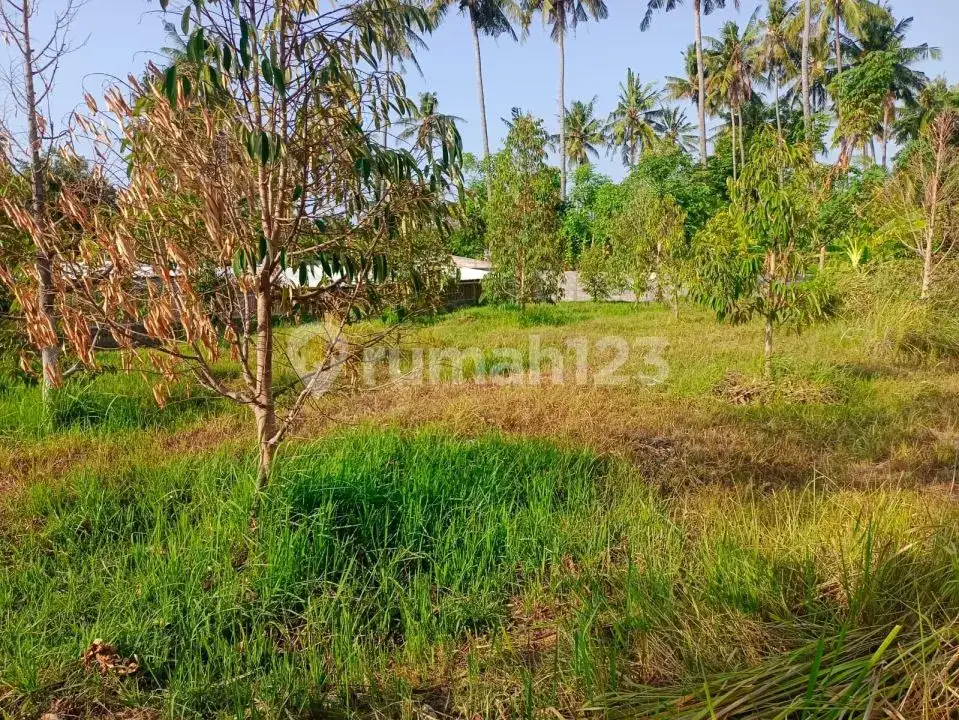 Tanah Luas 91 Are dengan Akses Bagus Dekat Pusat Lovina di Anturan Buleleng Bali