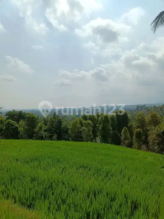 Tanah 25 Are View Laut dan Teras Sawah di Panji Buleleng Bali