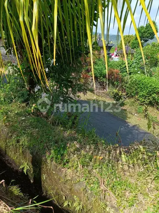 Tanah 25 Are View Laut dan Teras Sawah di Panji Buleleng Bali