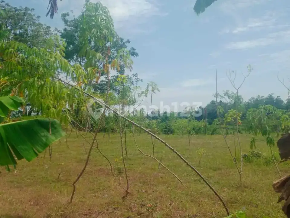 Tanah 12 Are dengan View Laut dan Sawah di Panji Buleleng Bali