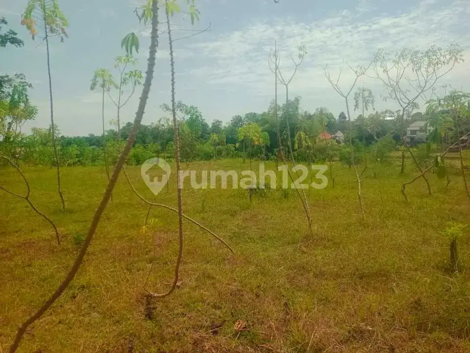 Tanah 12 Are dengan View Laut dan Sawah di Panji Buleleng Bali