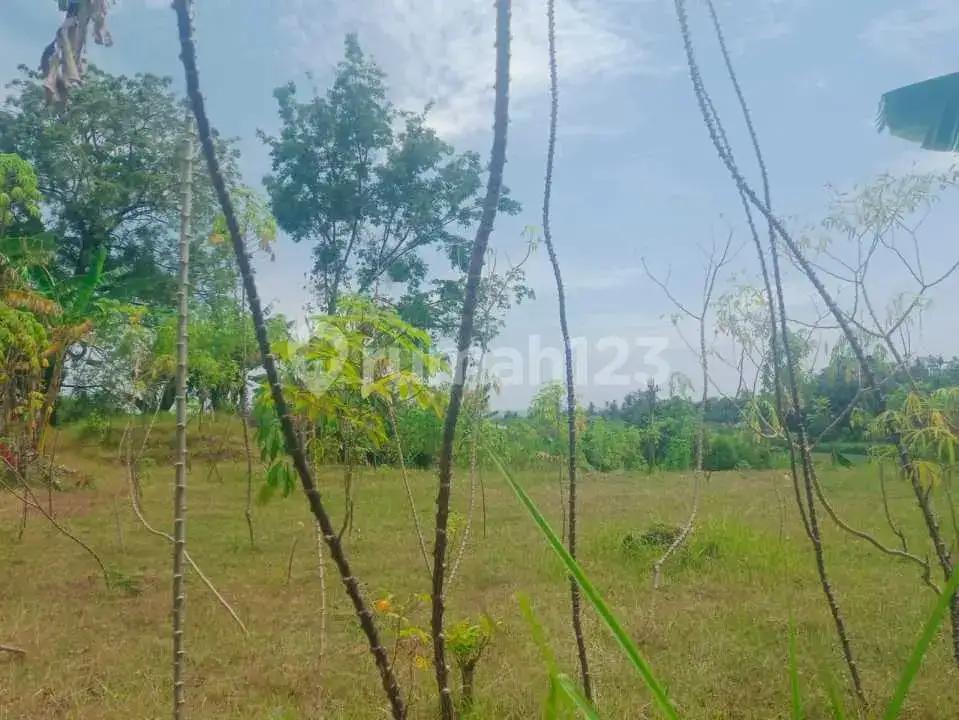 Tanah 12 Are dengan View Laut dan Sawah di Panji Buleleng Bali