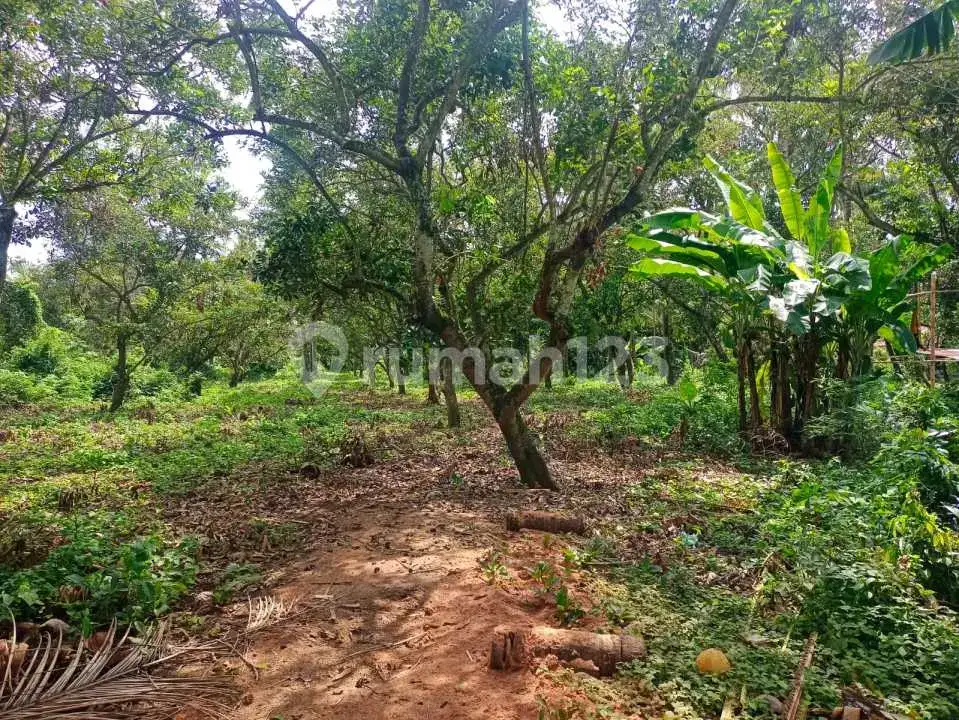 Tanah 40 Are di Pusat Lovina Jarak Jalan Kaki ke Pantai Buleleng Bali