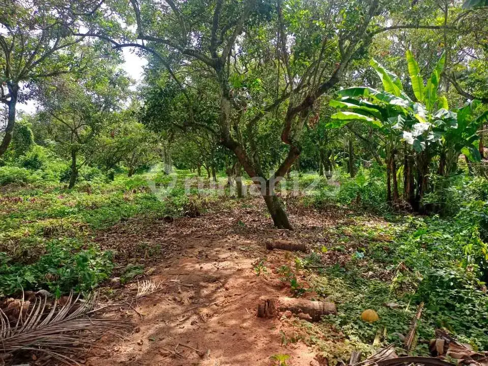 Tanah 40 Are di Pusat Lovina Jarak Jalan Kaki ke Pantai Buleleng Bali