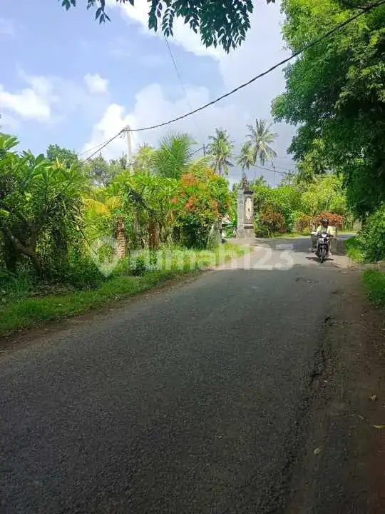 Tanah 40 Are di Pusat Lovina Jarak Jalan Kaki ke Pantai Buleleng Bali