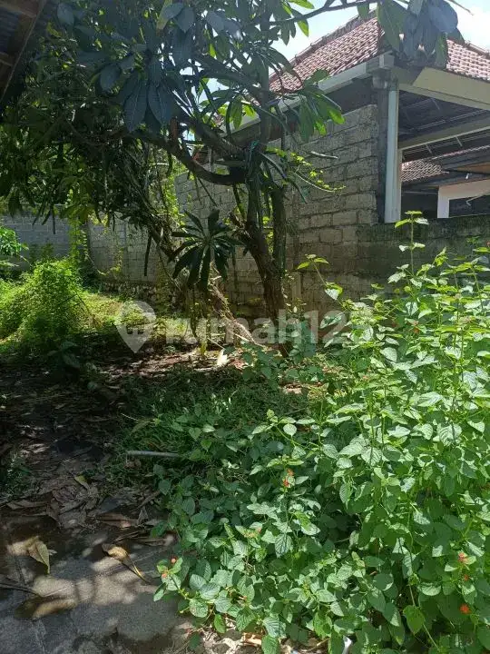 Rumah Lokal 3 Menit ke Pantai di Lovina Buleleng Bali