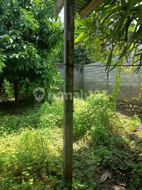 Rumah Lokal 3 Menit ke Pantai di Lovina Buleleng Bali