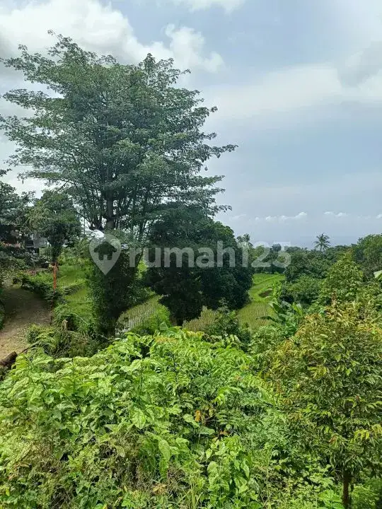 Semi Villa 2 Kamar Tidur dengan View Sawah di Kawasan Resort Lovina Buleleng Bali