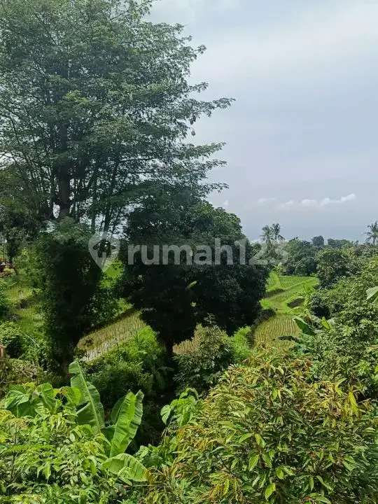 Semi Villa 2 Kamar Tidur dengan View Sawah di Kawasan Resort Lovina Buleleng Bali