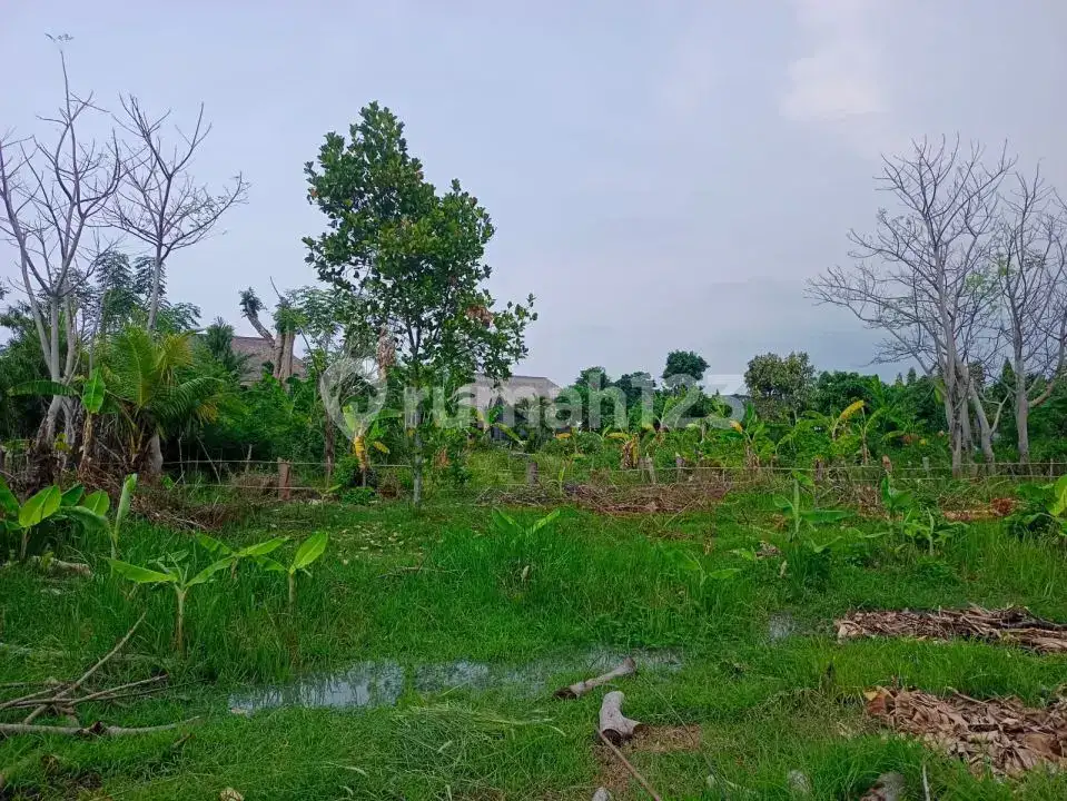 Tanah 12,5 Are Jarak 100 Meter ke Pantai di Lovina Buleleng Bali