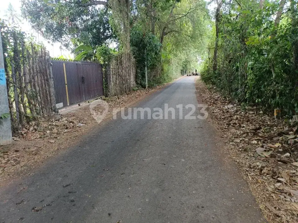 Tanah Freehold 19,5 Are Jarak 300 Meter ke Pantai di Kawasan Resort Lovina Buleleng Bali