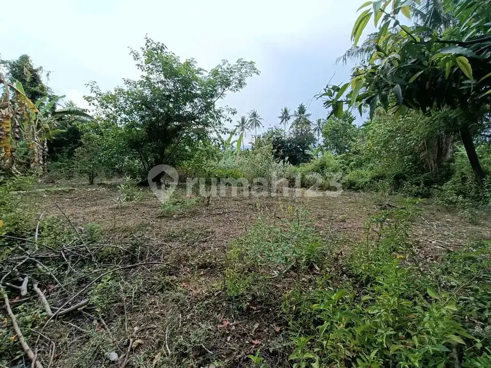 Tanah Freehold 19,5 Are Jarak 300 Meter ke Pantai di Kawasan Resort Lovina Buleleng Bali