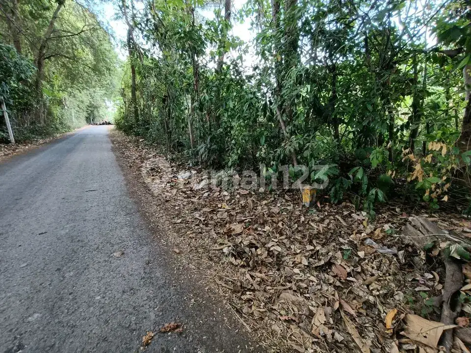 Tanah Freehold 19,5 Are Jarak 300 Meter ke Pantai di Kawasan Resort Lovina Buleleng Bali
