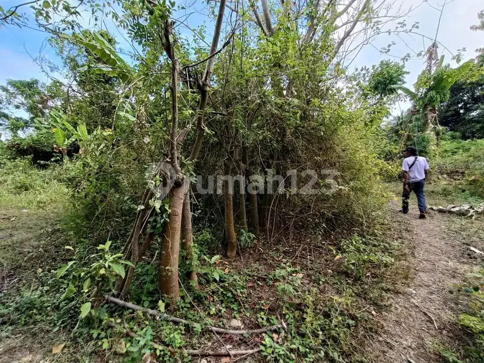 Tanah Freehold 19,5 Are Jarak 300 Meter ke Pantai di Kawasan Resort Lovina Buleleng Bali