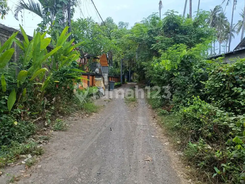 Tanah Freehold 19,5 Are Jarak 300 Meter ke Pantai di Kawasan Resort Lovina Buleleng Bali